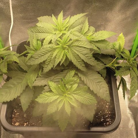Lord Kush growlog timeline photo