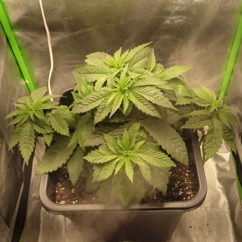 Lord Kush growlog timeline photo