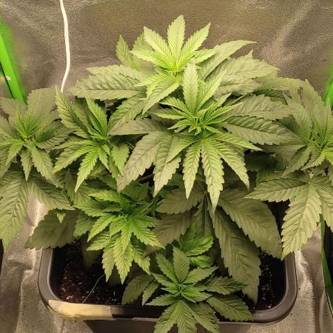 Lord Kush growlog timeline photo