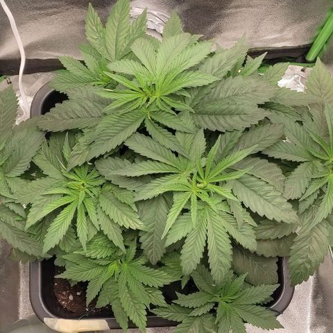 Lord Kush growlog timeline photo