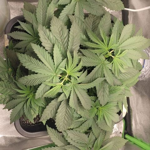 Lord Kush growlog timeline photo