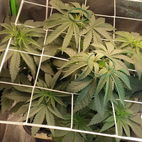 Lord Kush growlog timeline photo