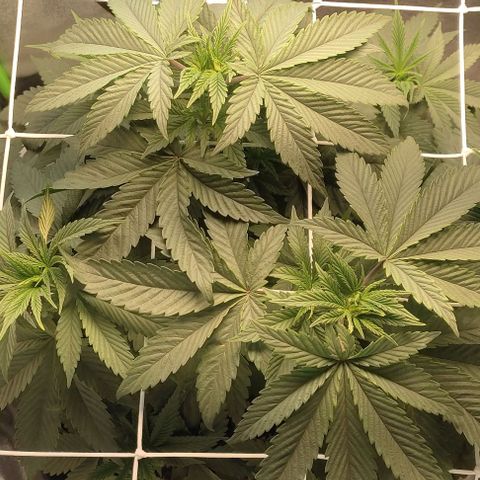 Lord Kush growlog timeline photo