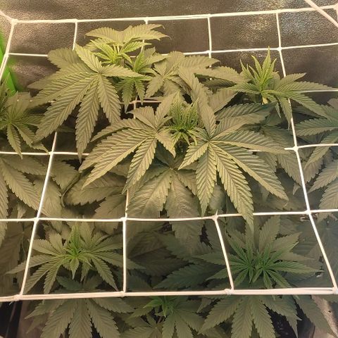 Lord Kush growlog timeline photo