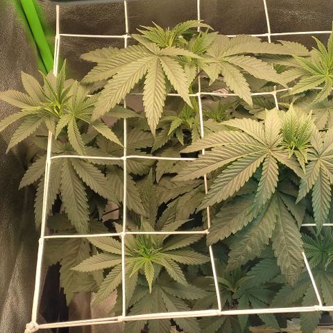 Lord Kush growlog timeline photo