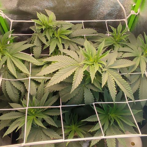 Lord Kush growlog timeline photo