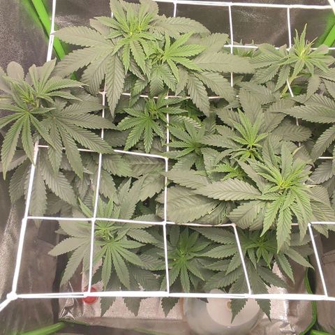Lord Kush growlog timeline photo