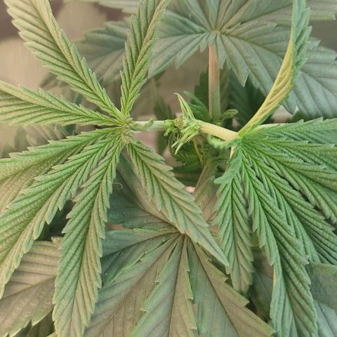 Lord Kush growlog timeline photo
