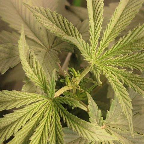 Lord Kush growlog timeline photo