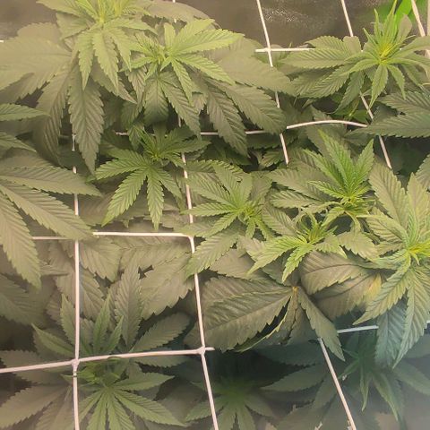 Lord Kush growlog timeline photo