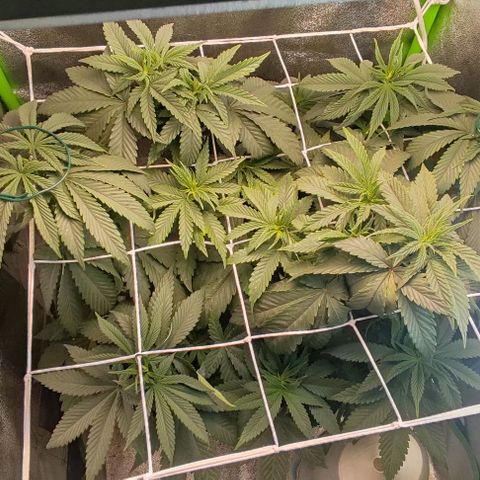 Lord Kush growlog timeline photo