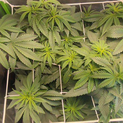 Lord Kush growlog timeline photo