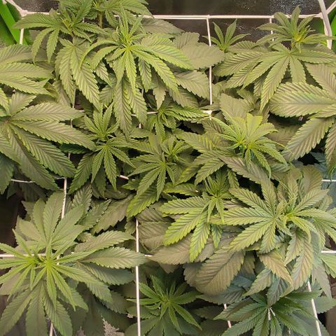 Lord Kush growlog timeline photo