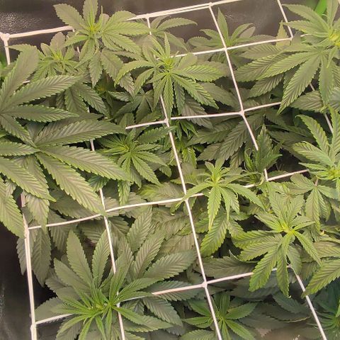 Lord Kush growlog timeline photo