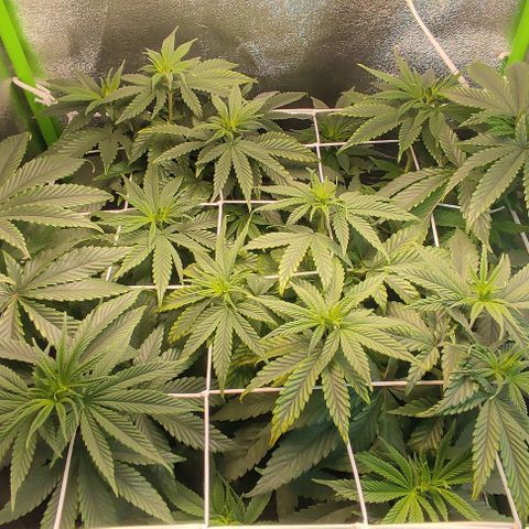 Lord Kush growlog timeline photo