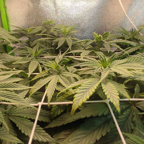 Lord Kush growlog timeline photo