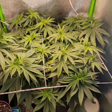 Lord Kush growlog timeline photo