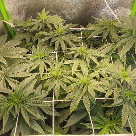 Lord Kush growlog timeline photo