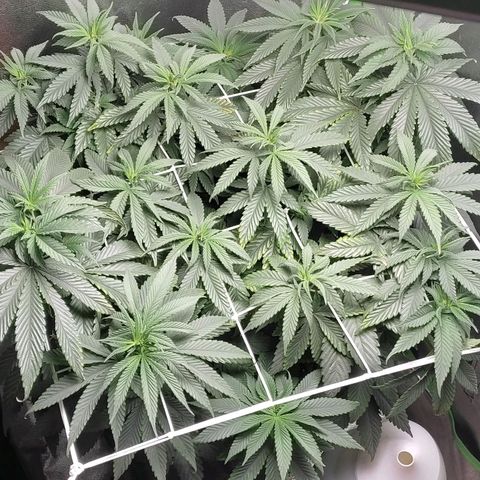 Lord Kush growlog timeline photo