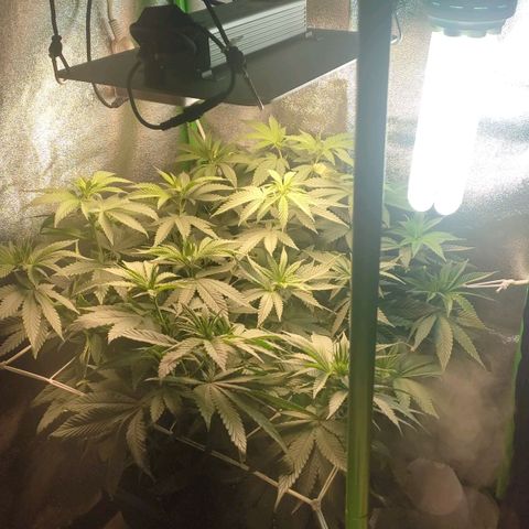 Lord Kush growlog timeline photo