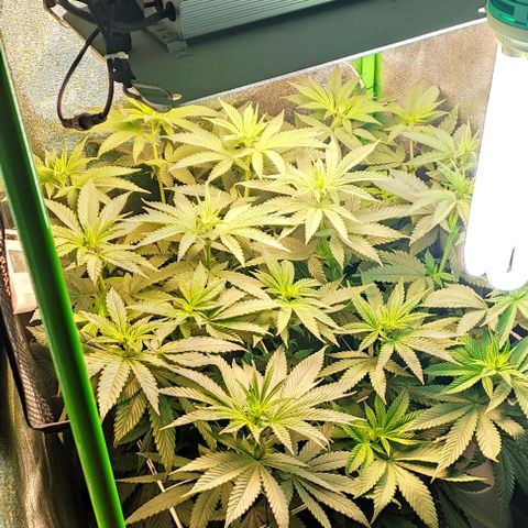Lord Kush growlog timeline photo