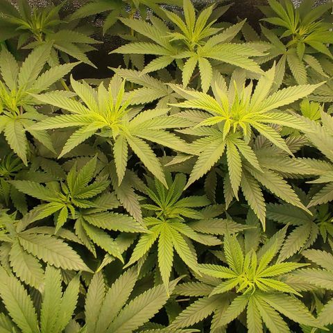Lord Kush growlog timeline photo