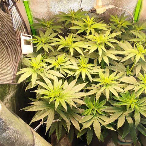Lord Kush growlog timeline photo