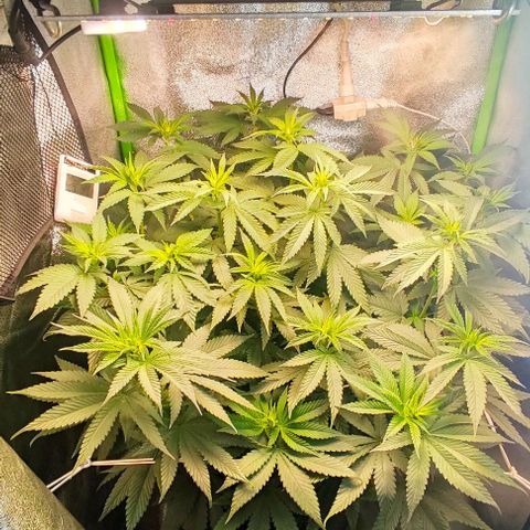 Lord Kush growlog timeline photo