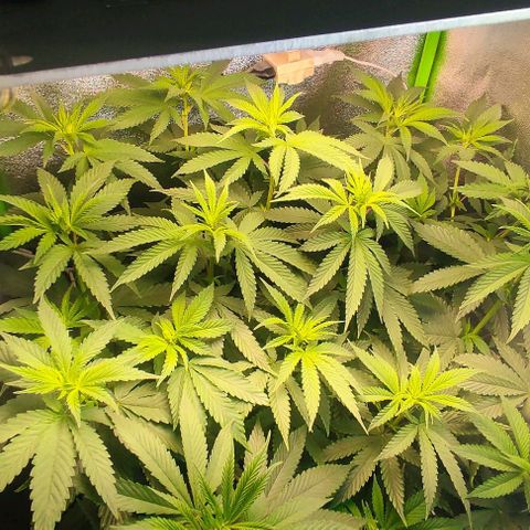 Lord Kush growlog timeline photo