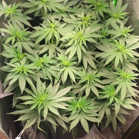 Lord Kush growlog timeline photo
