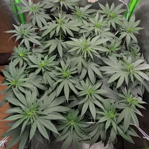 Lord Kush growlog timeline photo