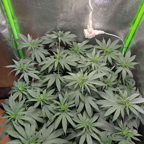 Lord Kush growlog timeline photo