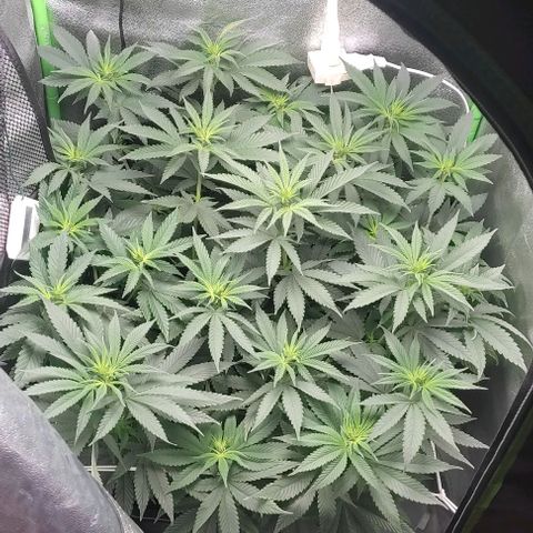 Lord Kush growlog timeline photo
