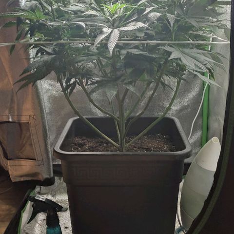 Lord Kush growlog timeline photo