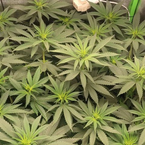 Lord Kush growlog timeline photo