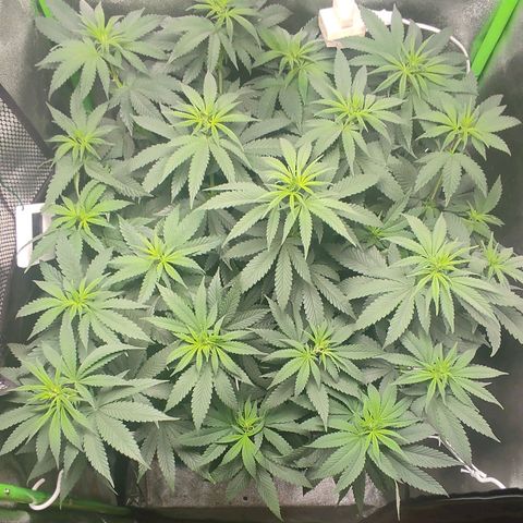 Lord Kush growlog timeline photo