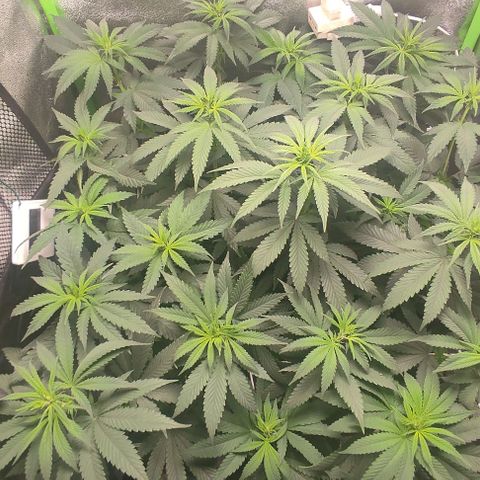 Lord Kush growlog timeline photo