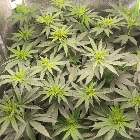 Lord Kush growlog timeline photo