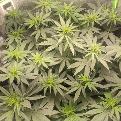 Lord Kush growlog timeline photo