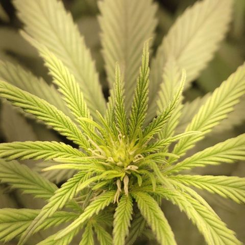 Lord Kush growlog timeline photo