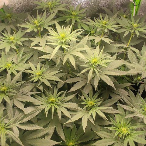 Lord Kush growlog timeline photo