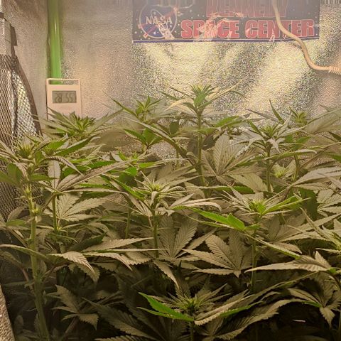 Lord Kush growlog timeline photo