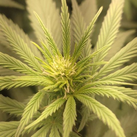 Lord Kush growlog timeline photo
