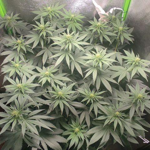Lord Kush growlog timeline photo