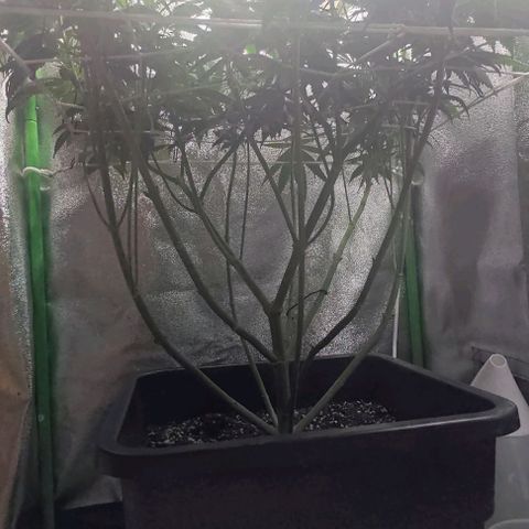 Lord Kush growlog timeline photo
