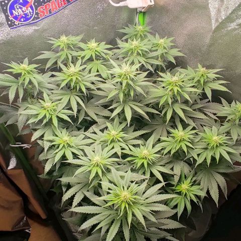 Lord Kush growlog timeline photo