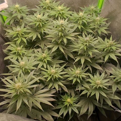 Lord Kush growlog timeline photo