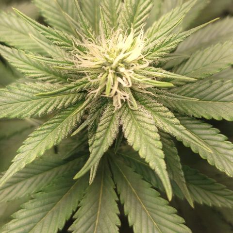 Lord Kush growlog timeline photo