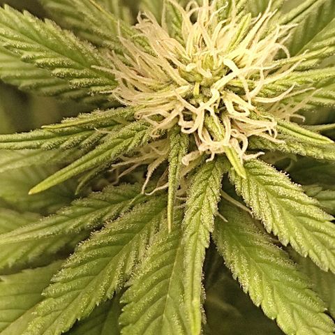Lord Kush growlog timeline photo