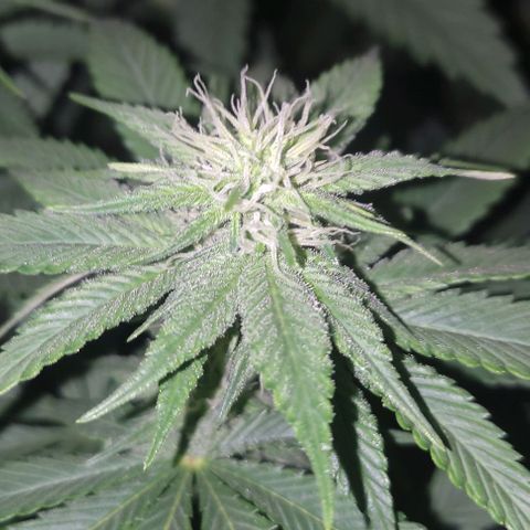 Lord Kush growlog timeline photo